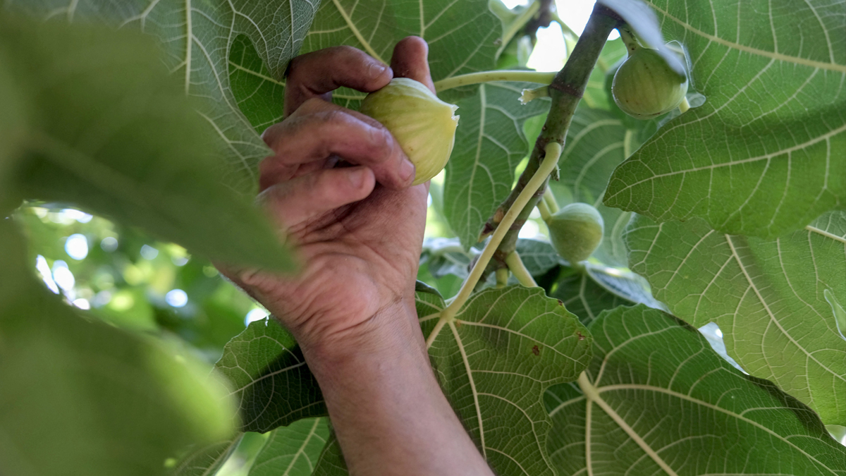 Kurdish man collects figs from a tree in a field in the Kurdish town of Akre, August 19, 2021. (Photo: Safin Hamed/AFP)