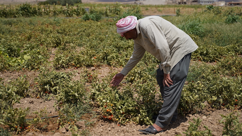 Drought has ruined crops in Haji Hassa’s farm outside Kuri Jami village, Sinjar. (Photo: Fared Baram/NRC, August 2021)