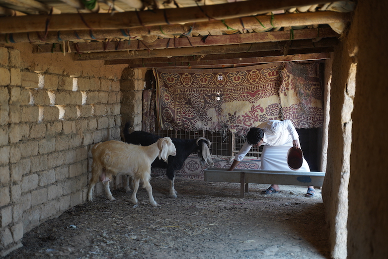 Mohammed Ibrahim, farmer and livestock owner from al-Guran village in Baaj, feeding his remaining two goats, August 2021. The farmer said he had 30 before the drought. (Photo: Fared Baram/NRC)