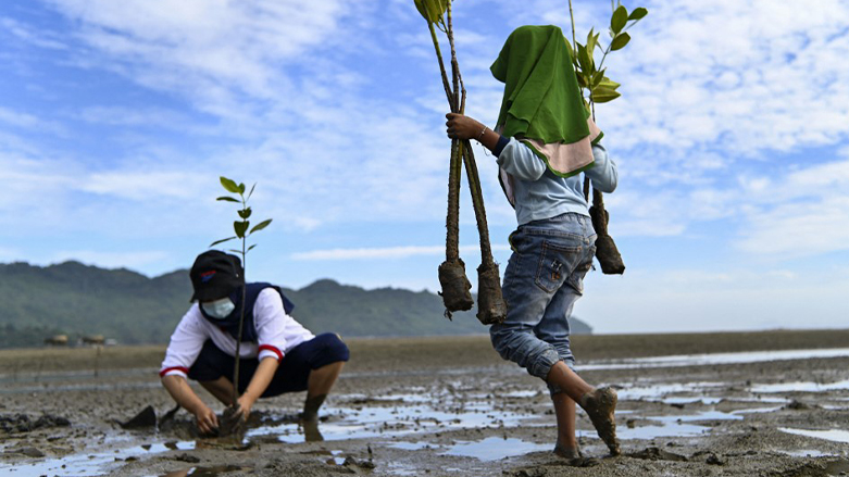 حملة طلبة الجامعات لزراعة اشجار المانغروف