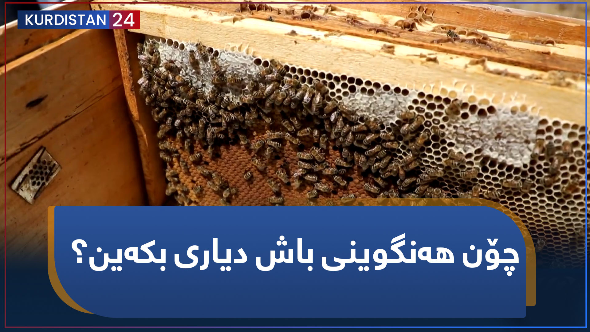 بووژانەوە | چۆن هەنگوینی باش دیاری بکەین؟