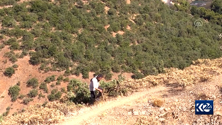 Li siruşta Dêrsimê 2 hezar gul û giyayên cuda hene