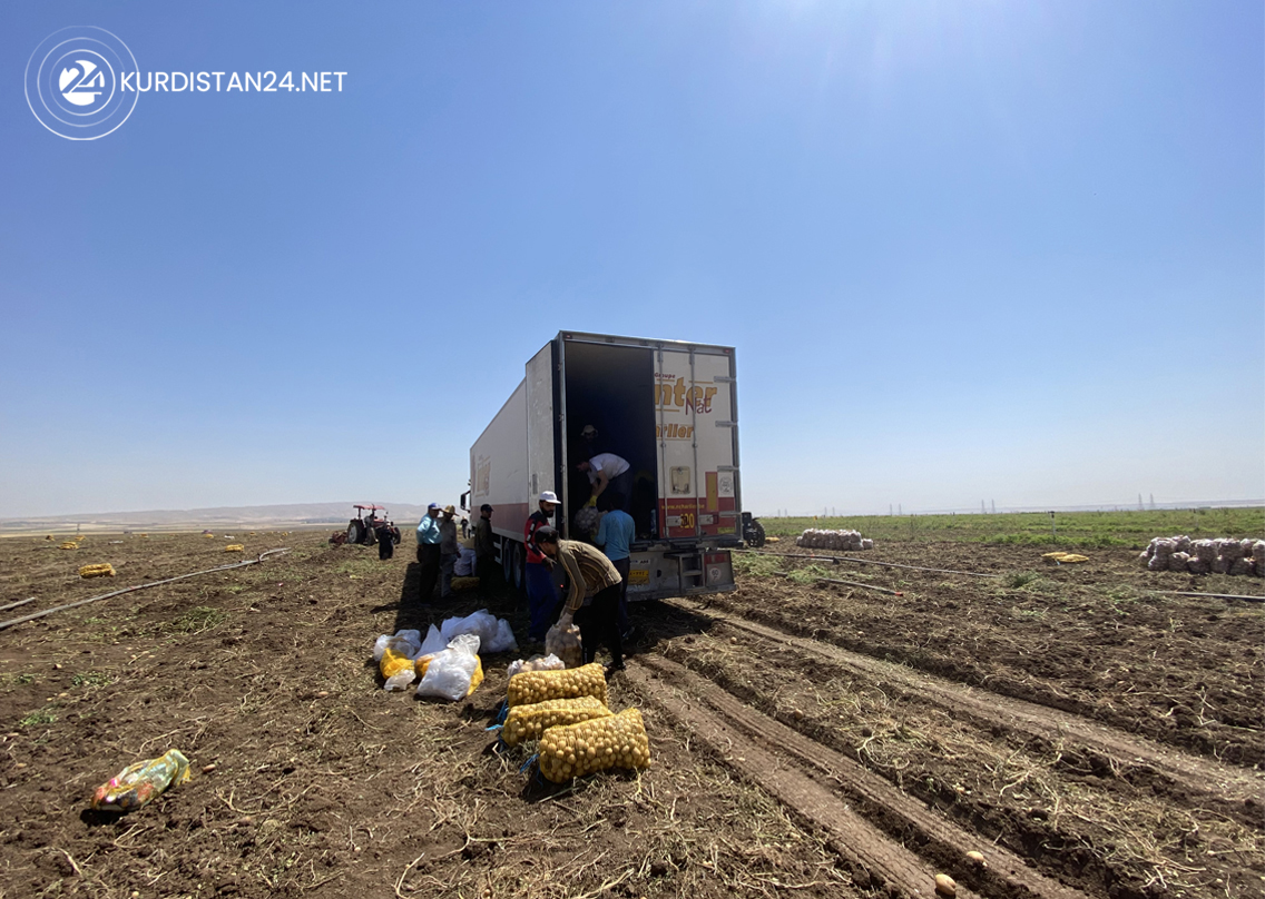 Workers are loading harvested potatoes in Bardarash district, August 21, 2022. (Photo: Kurmanj Nhili/Kurdistan 24) 