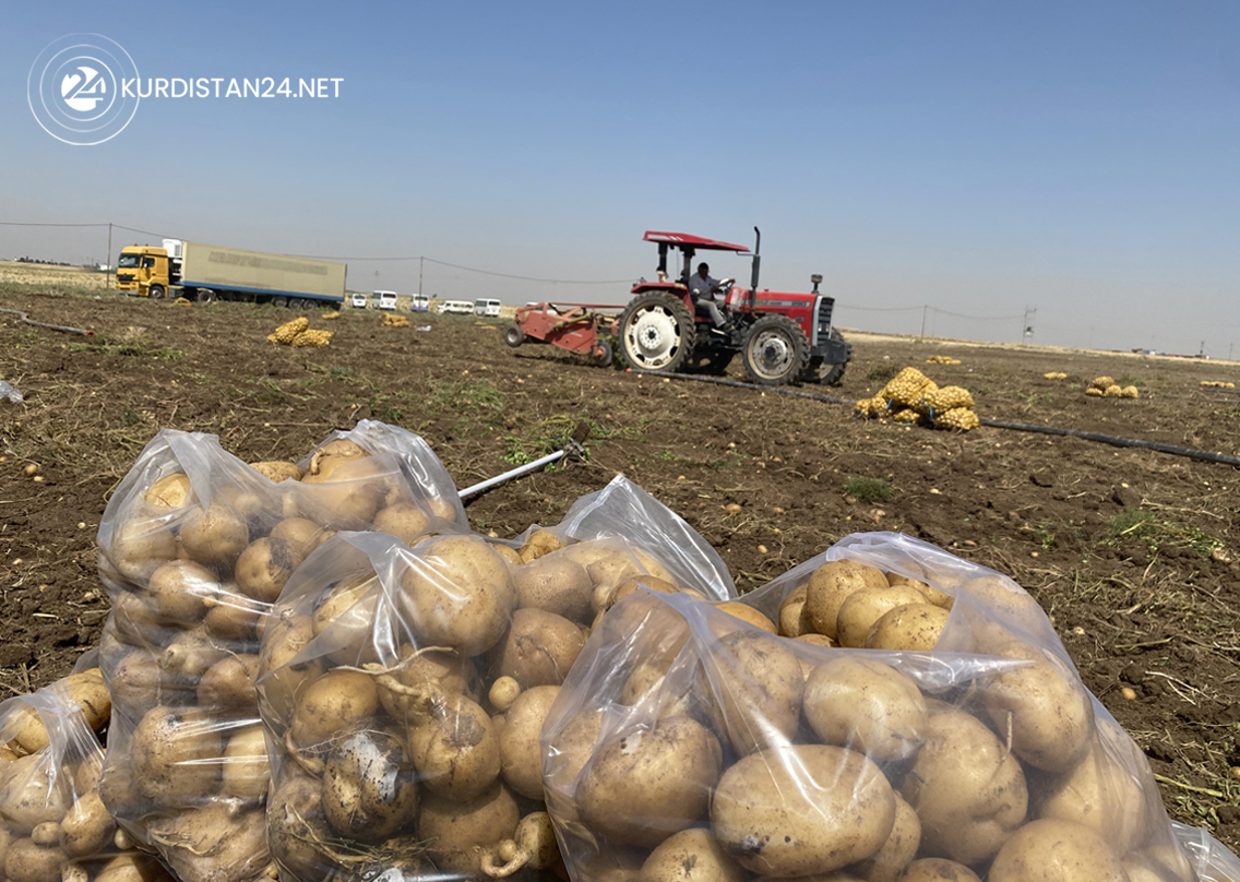 Harvested potatoes are collected in plastic bags in Bardarash district, August 21, 2022. (Photo: Kurmanj Nhili/Kurdistan 24)