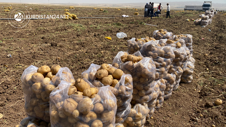 Harvested potatoes are collected in plastic bags in Bardarash district, August 21, 2022. (Photo: Kurmanj Nhili/Kurdistan 24)