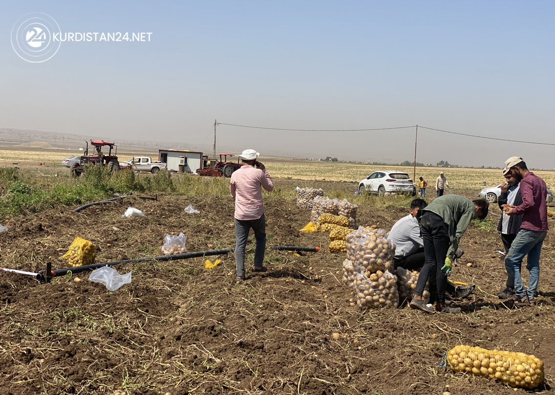 Workers are harvesting potatoes in Bardarash district, August 21, 2022. (Photo: Kurmanj Nhili/Kurdistan 24)