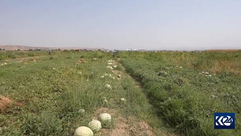 Werzê çinîna zebeşên belek ên Diyarbekirê dest pê kir