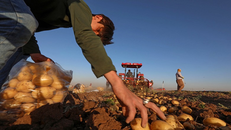 افزایش تولید سیب‌زمینی در استان دهوک