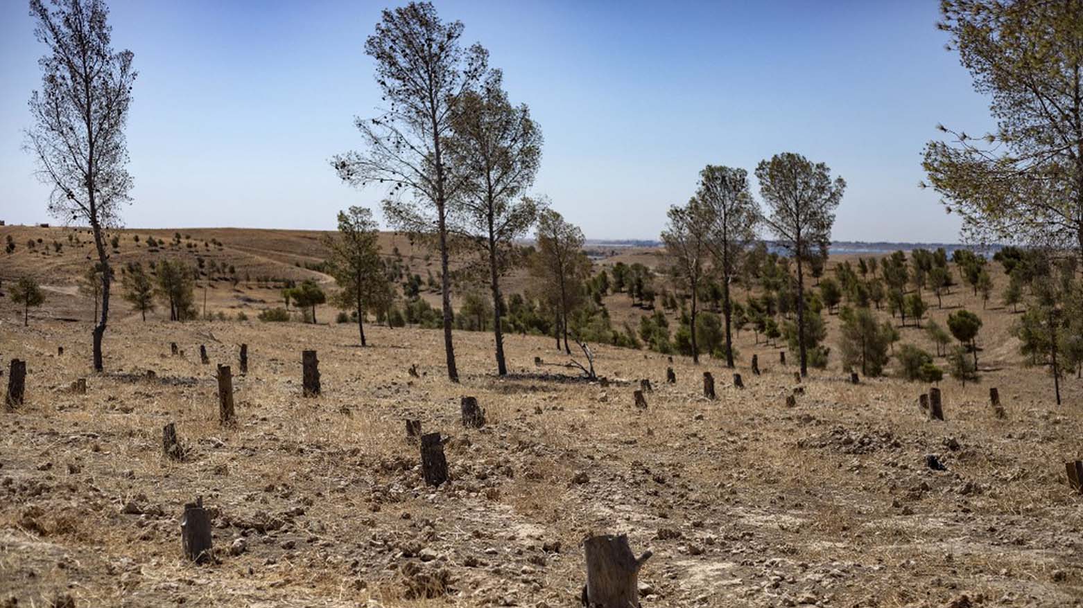 Cut trees stand at the Tabqa Reserve near the village of Jaabar, in Syria's northeastern Raqa governorate, July 11, 2023. (Photo: Delil Souleiman/AFP)