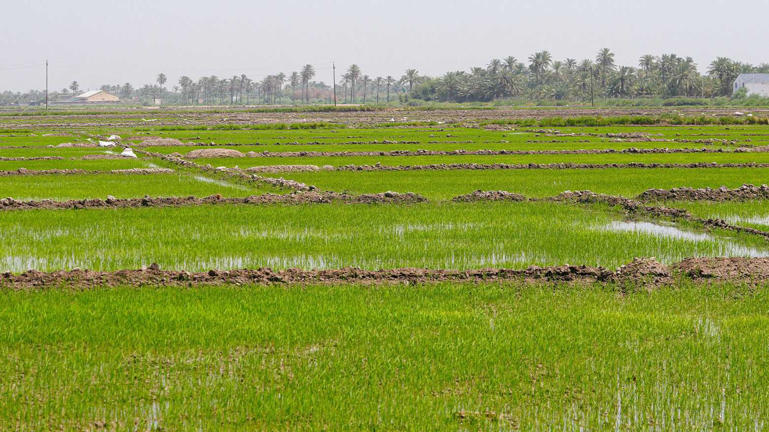 Farmers innovate to save Iraq's rice production   