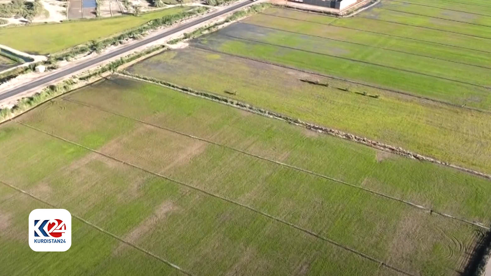 Innovative drought-resistant rice brings hope to Najaf's farmers amid ...