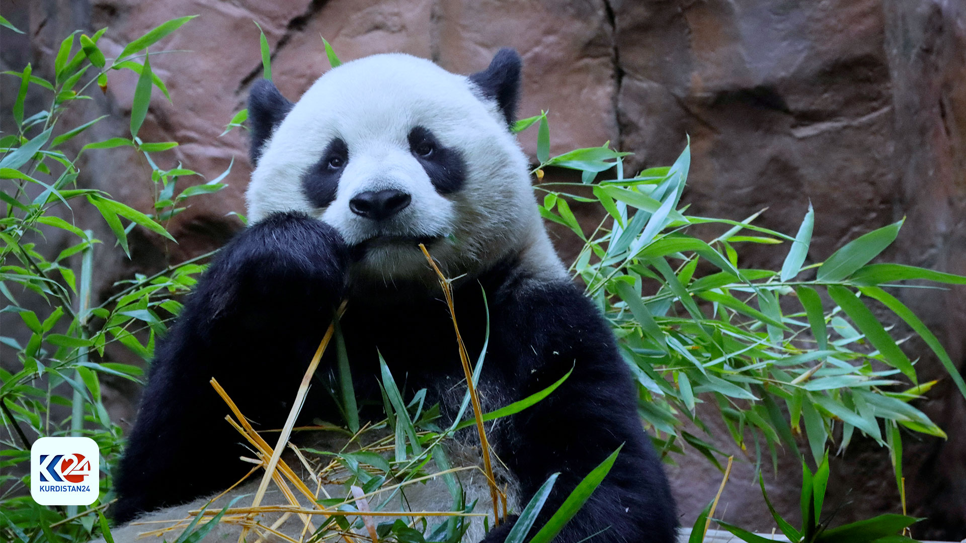 California zoo throws, show to welcome back Chinese pandas