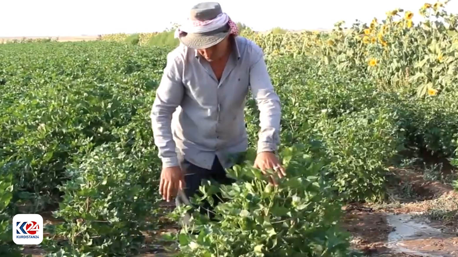 Çandiniya pembû li Rojavayê Kurdistanê sal bi sal kêm dibe