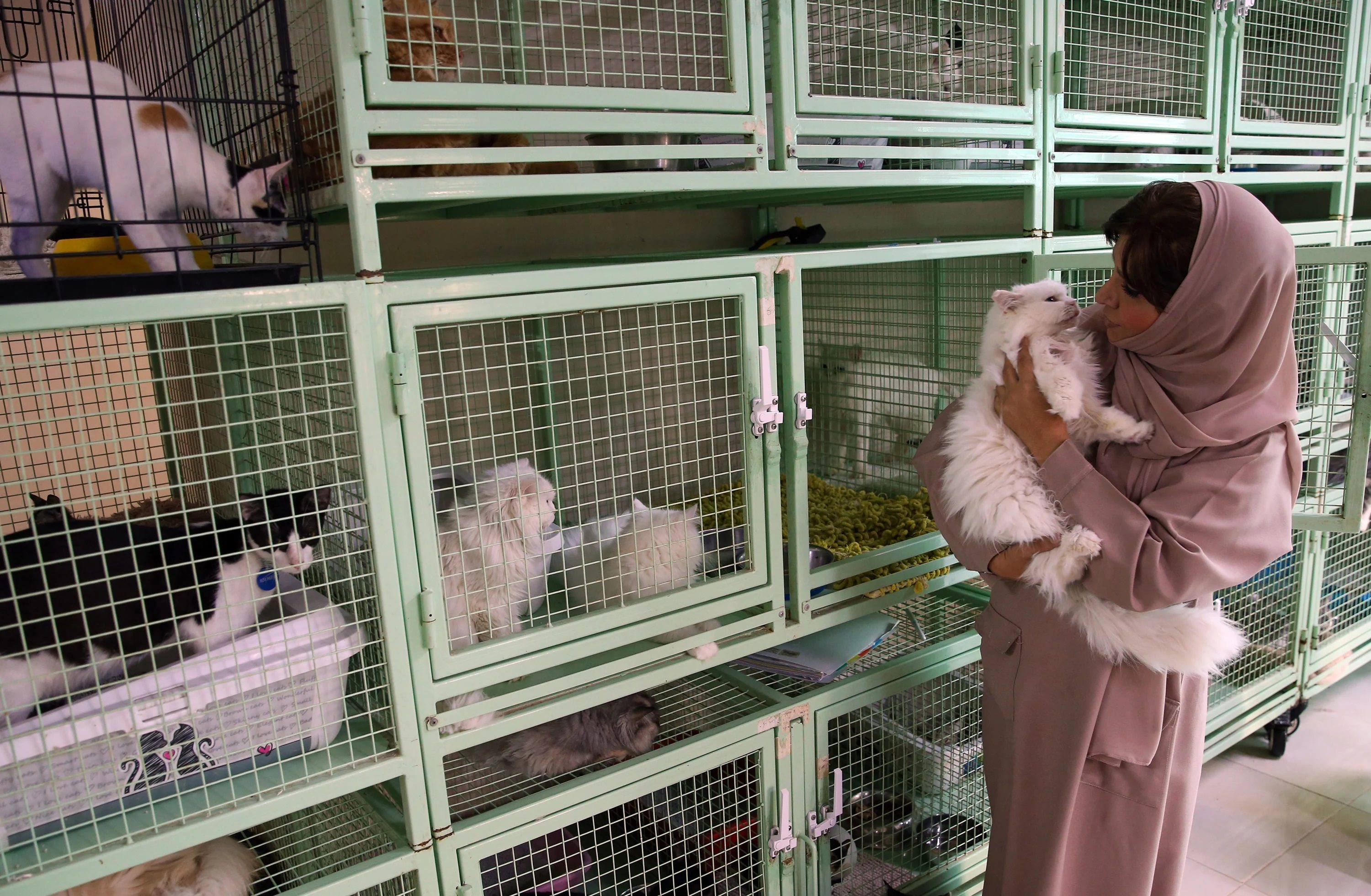 مه&zwnj;ریم له&zwnj;گه&zwnj;ڵ سه&zwnj;گ و پشیله&zwnj;كانی