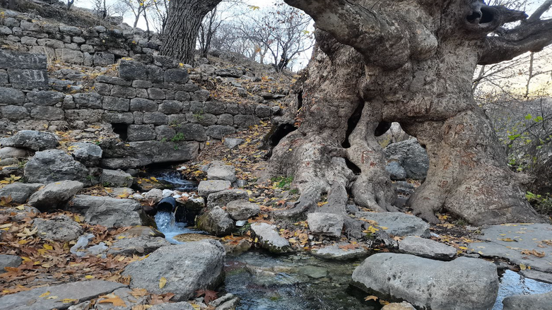 The Khalana plane tree in Duhok’s Hilora village is estimated to be over 500 years old. (Photo: Kurmanj Nhili)