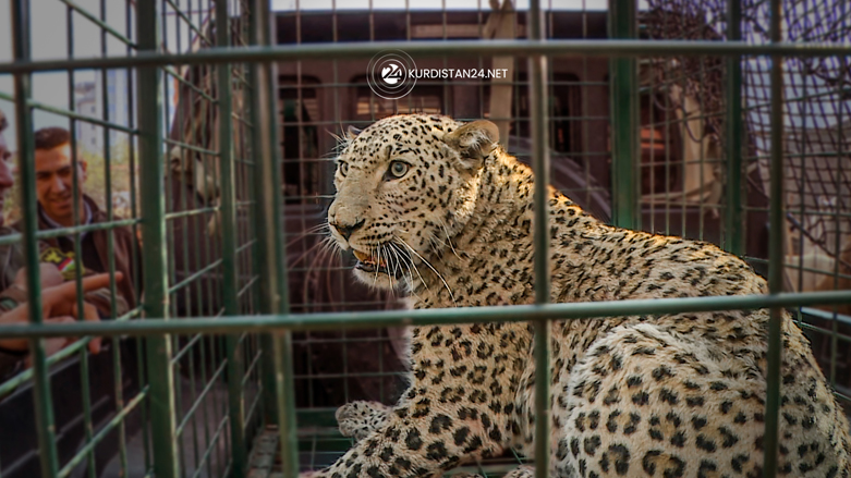The captured leopard being put in a cage at Duhok Zoo, Dec. 30, 2021. (Photo: Satar Ahmed/Kurdistan 24)