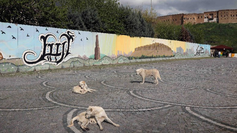 A number of stray dogs is pictured in the Kurdistan Region's capital Erbil, April 2020. (Photo: Safin Hamed/AFP)