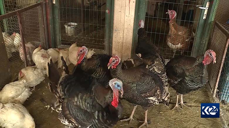 Îsal di Bazara Elokan de ji elokan zêdetir mirîşk tên firotin