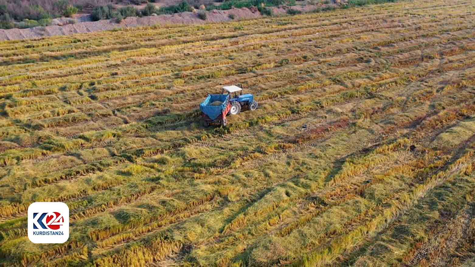 حصاد الأرز في كرميان
