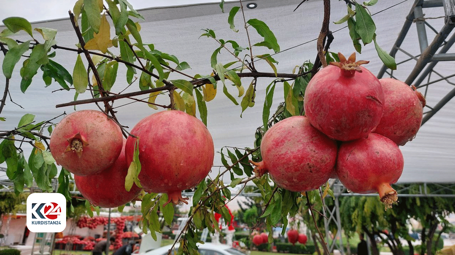 A cluster of pomegranates on display at the 9th annual Halabja Pomegranates and Autumn Festival, Nov. 2, 2023. (Photo: Dana Hama Gharib/Kurdistan 24)