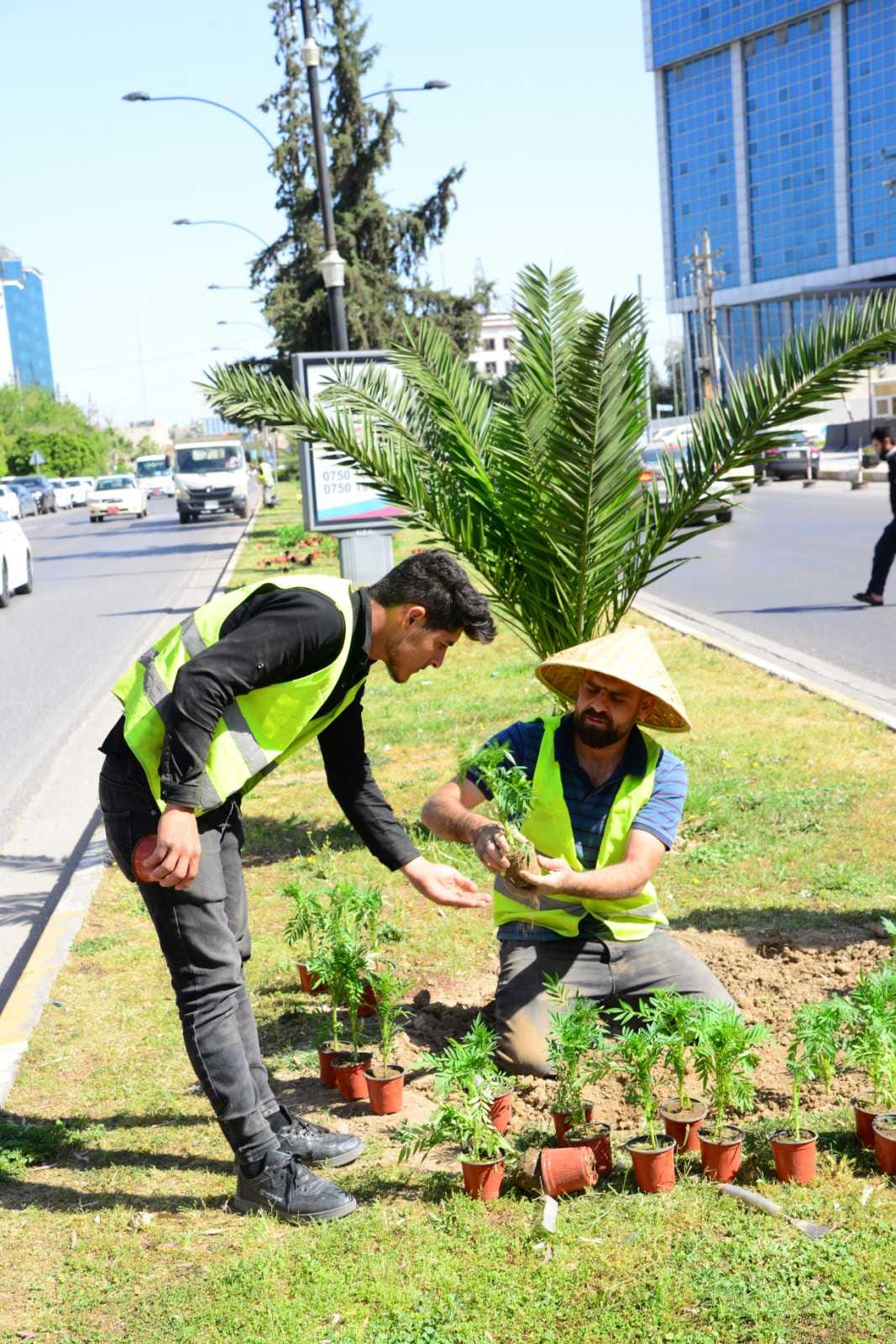 چاندنی دار و گــوڵ لەنێو شاری هەولێر (وێنە: بەڕێوەبەرایەتیی ئەندازەی پارکەکانی هەولێر)