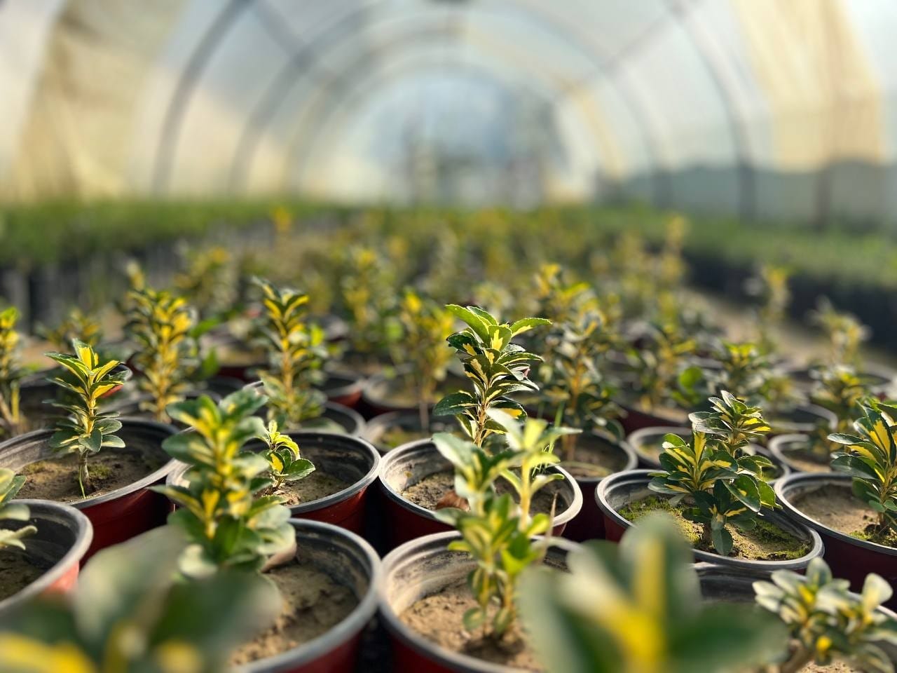 چاندنی دار و گــوڵ لەنێو شاری هەولێر (وێنە: بەڕێوەبەرایەتیی ئەندازەی پارکەکانی هەولێر)