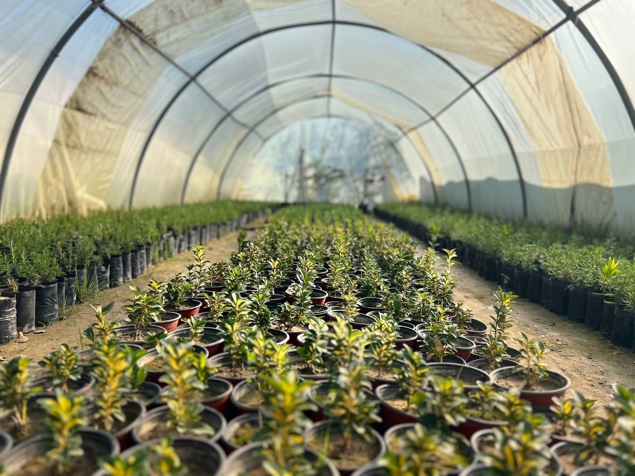 چاندنی دار و گــوڵ لەنێو شاری هەولێر (وێنە: بەڕێوەبەرایەتیی ئەندازەی پارکەکانی هەولێر)