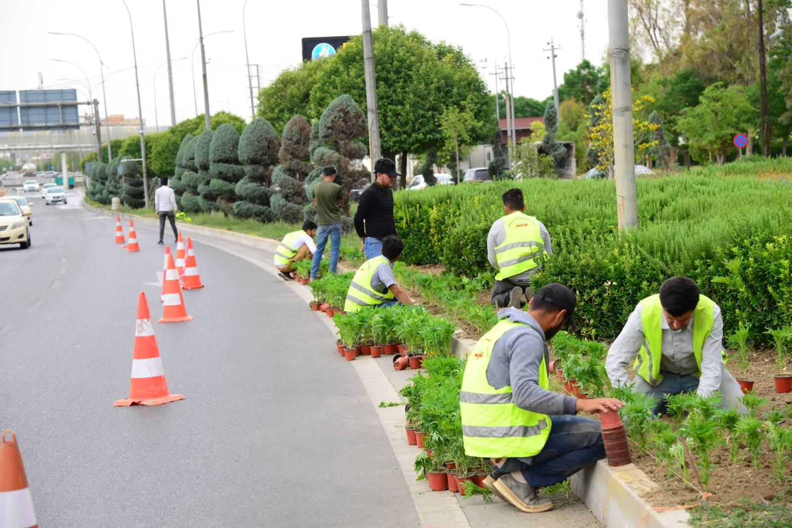 چاندنی دار و گــوڵ لەنێو شاری هەولێر (وێنە: بەڕێوەبەرایەتیی ئەندازەی پارکەکانی هەولێر)