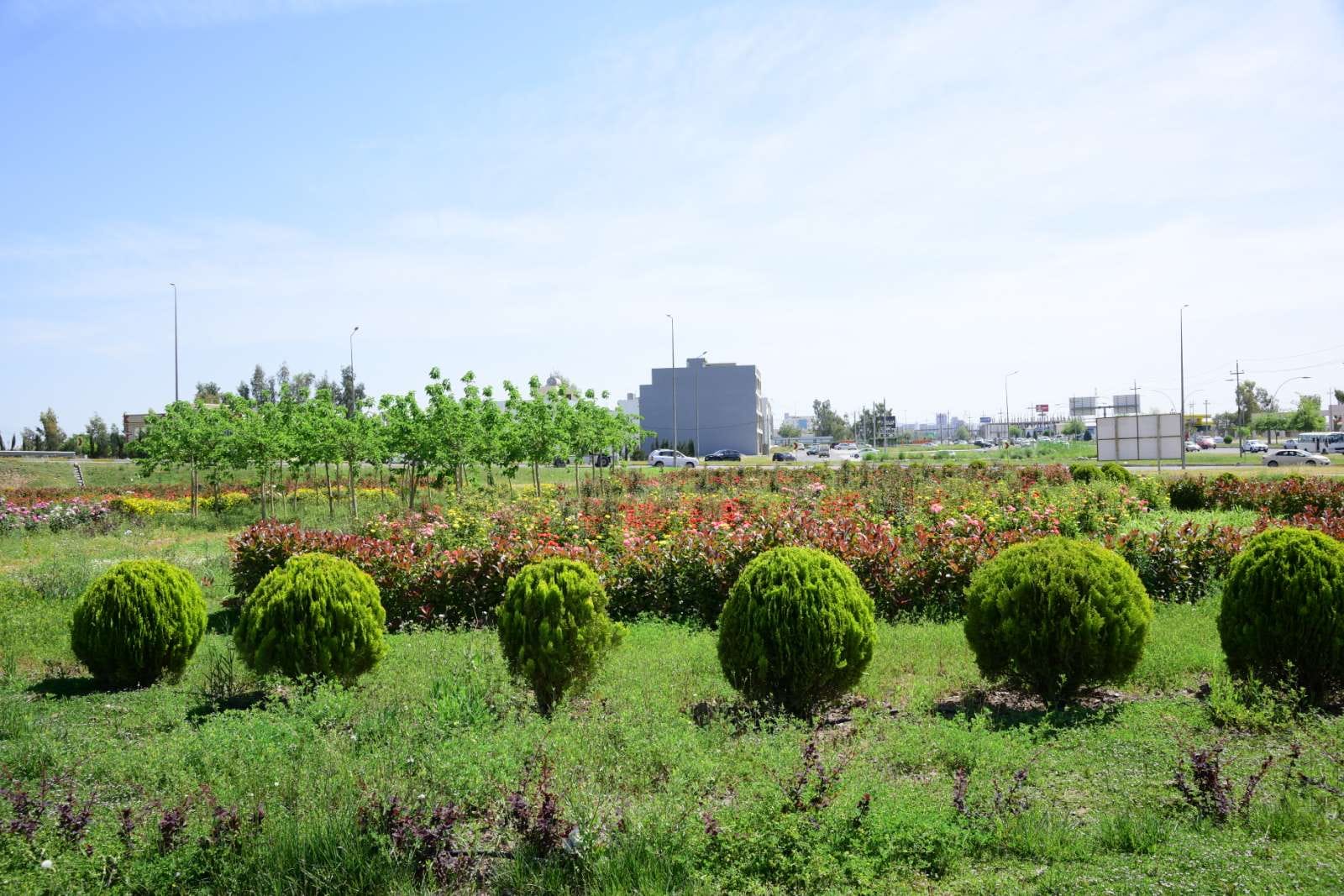 چاندنی دار و گــوڵ لەنێو شاری هەولێر (وێنە: بەڕێوەبەرایەتیی ئەندازەی پارکەکانی هەولێر)