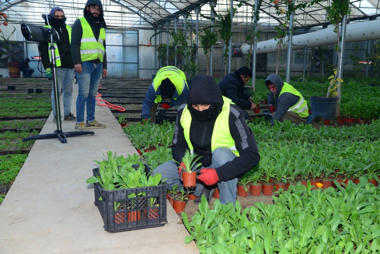 چاندنی دار و گــوڵ لەنێو شاری هەولێر (وێنە: بەڕێوەبەرایەتیی ئەندازەی پارکەکانی هەولێر)