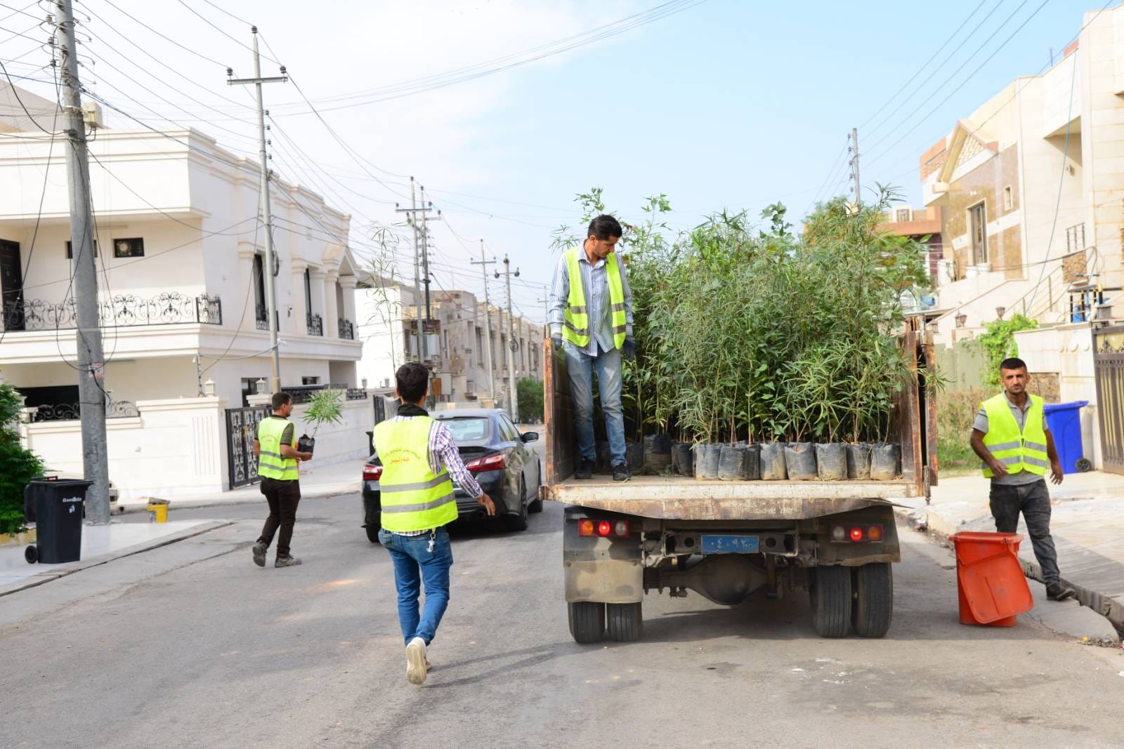چاندنی دار و گــوڵ لەنێو شاری هەولێر (وێنە: بەڕێوەبەرایەتیی ئەندازەی پارکەکانی هەولێر)