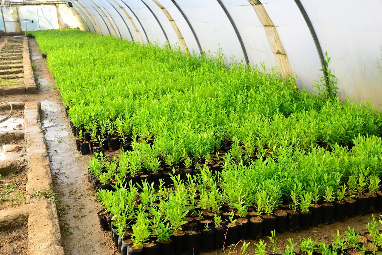 چاندنی دار و گــوڵ لەنێو شاری هەولێر (وێنە: بەڕێوەبەرایەتیی ئەندازەی پارکەکانی هەولێر)