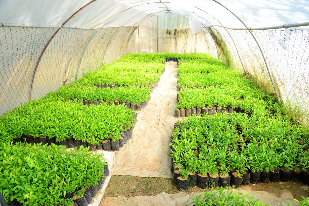 چاندنی دار و گــوڵ لەنێو شاری هەولێر (وێنە: بەڕێوەبەرایەتیی ئەندازەی پارکەکانی هەولێر)