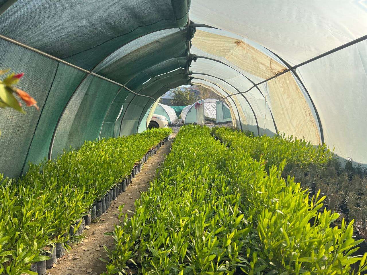 چاندنی دار و گــوڵ لەنێو شاری هەولێر (وێنە: بەڕێوەبەرایەتیی ئەندازەی پارکەکانی هەولێر)