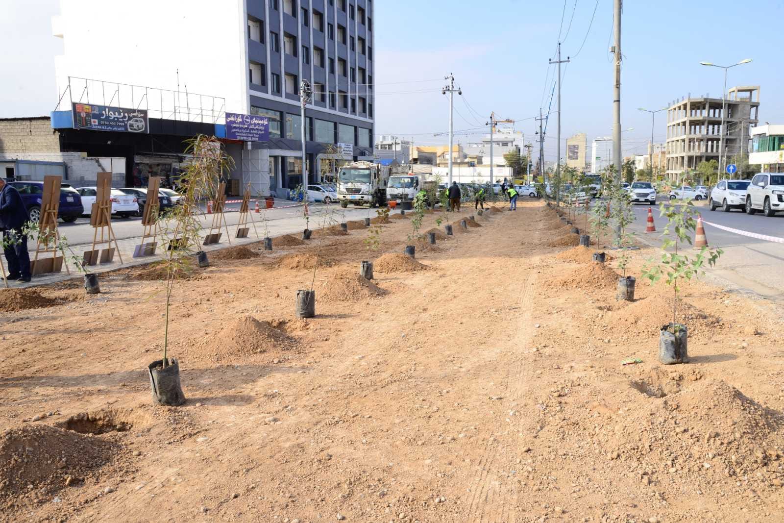 چاندنی دار و گــوڵ لەنێو شاری هەولێر (وێنە: بەڕێوەبەرایەتیی ئەندازەی پارکەکانی هەولێر)