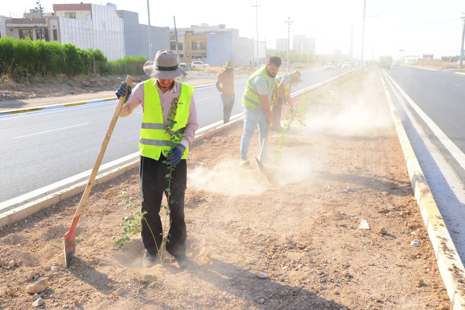 چاندنی دار و گــوڵ لەنێو شاری هەولێر (وێنە: بەڕێوەبەرایەتیی ئەندازەی پارکەکانی هەولێر)