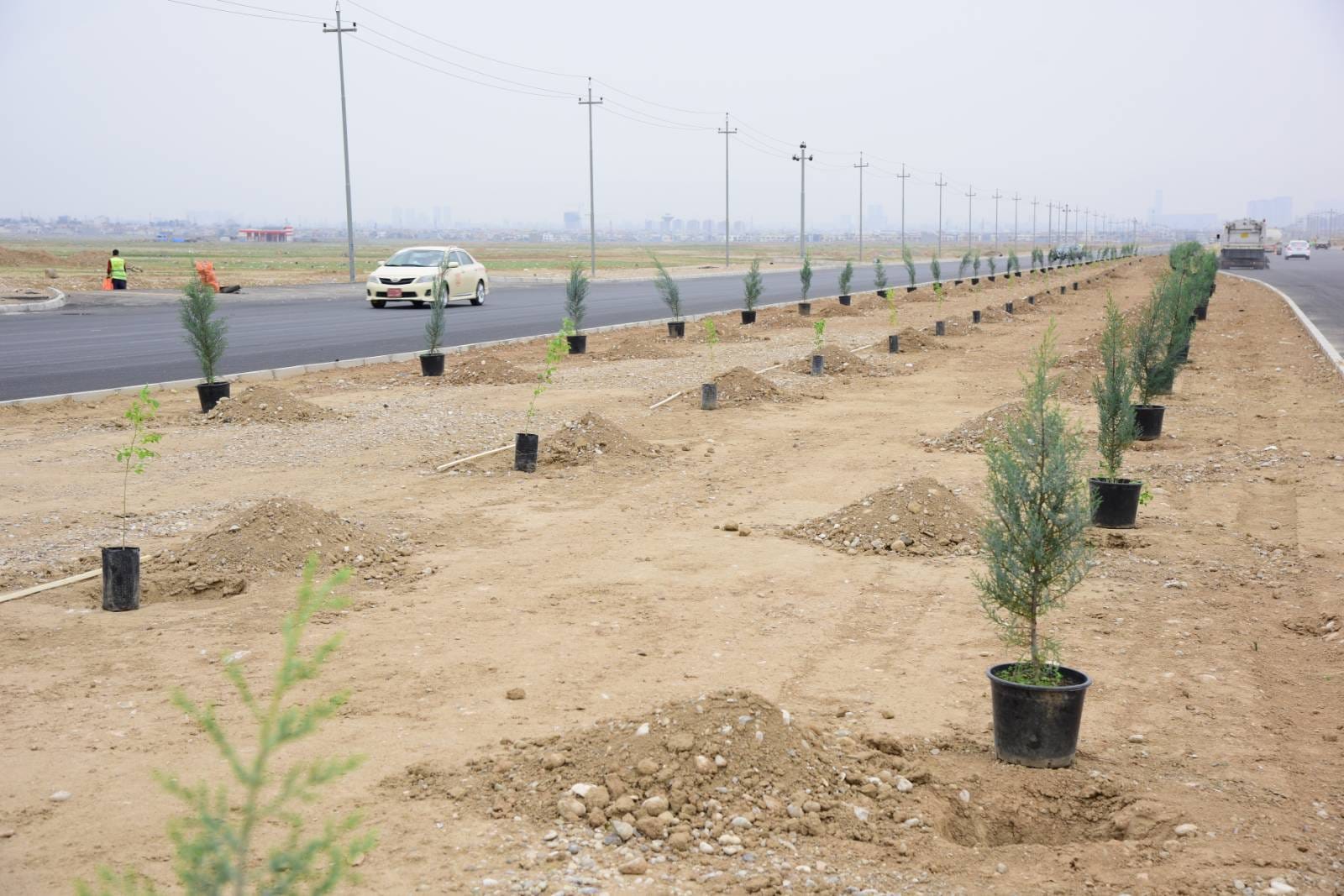 چاندنی دار و گــوڵ لەنێو شاری هەولێر (وێنە: بەڕێوەبەرایەتیی ئەندازەی پارکەکانی هەولێر)