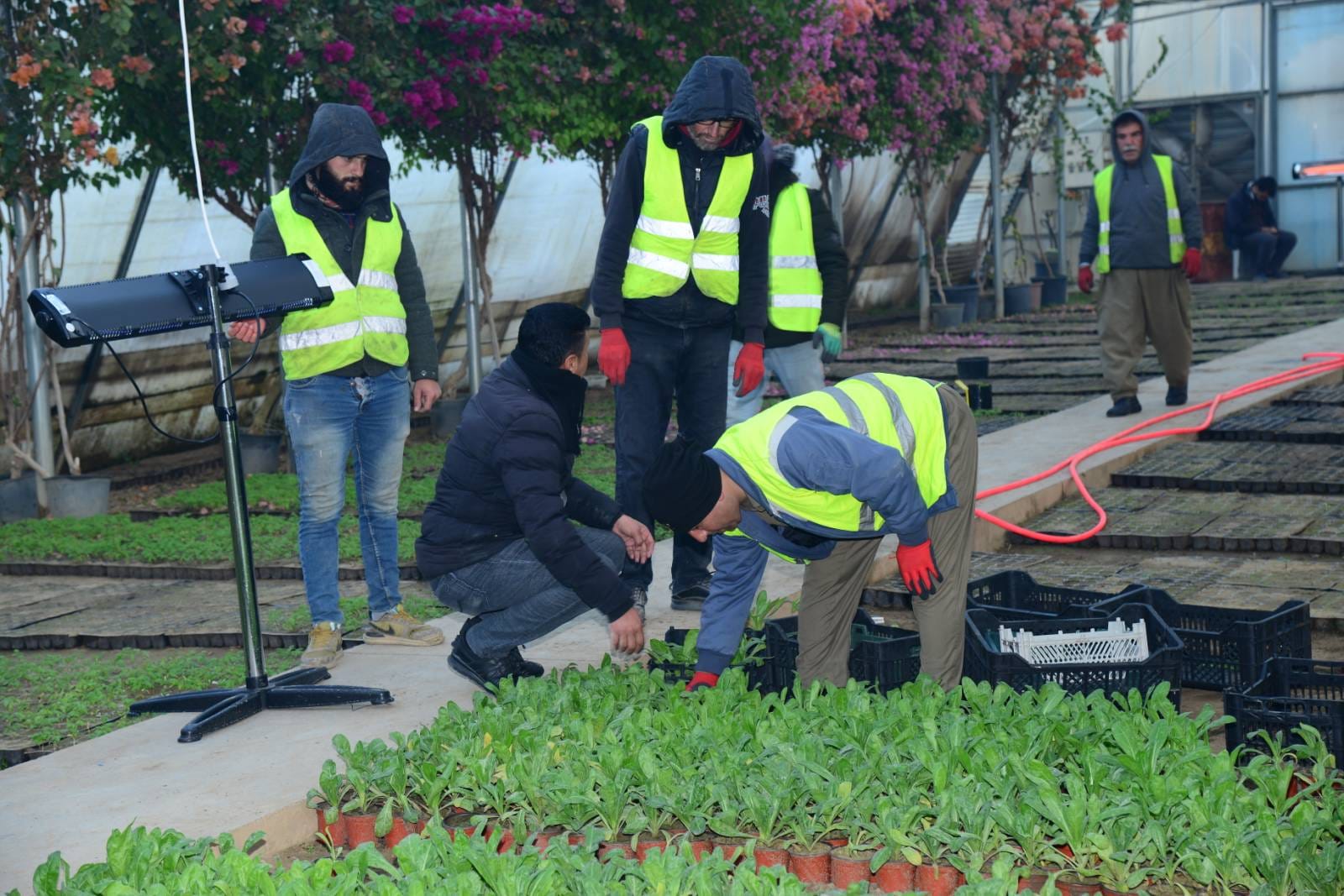 چاندنی دار و گــوڵ لەنێو شاری هەولێر (وێنە: بەڕێوەبەرایەتیی ئەندازەی پارکەکانی هەولێر)