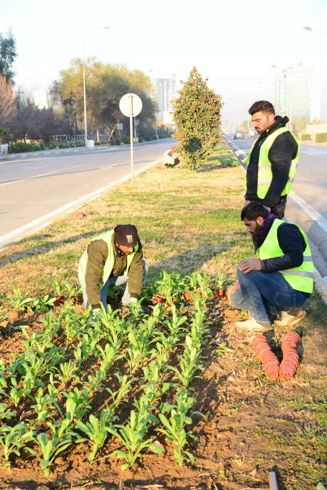 چاندنی دار و گــوڵ لەنێو شاری هەولێر (وێنە: بەڕێوەبەرایەتیی ئەندازەی پارکەکانی هەولێر)
