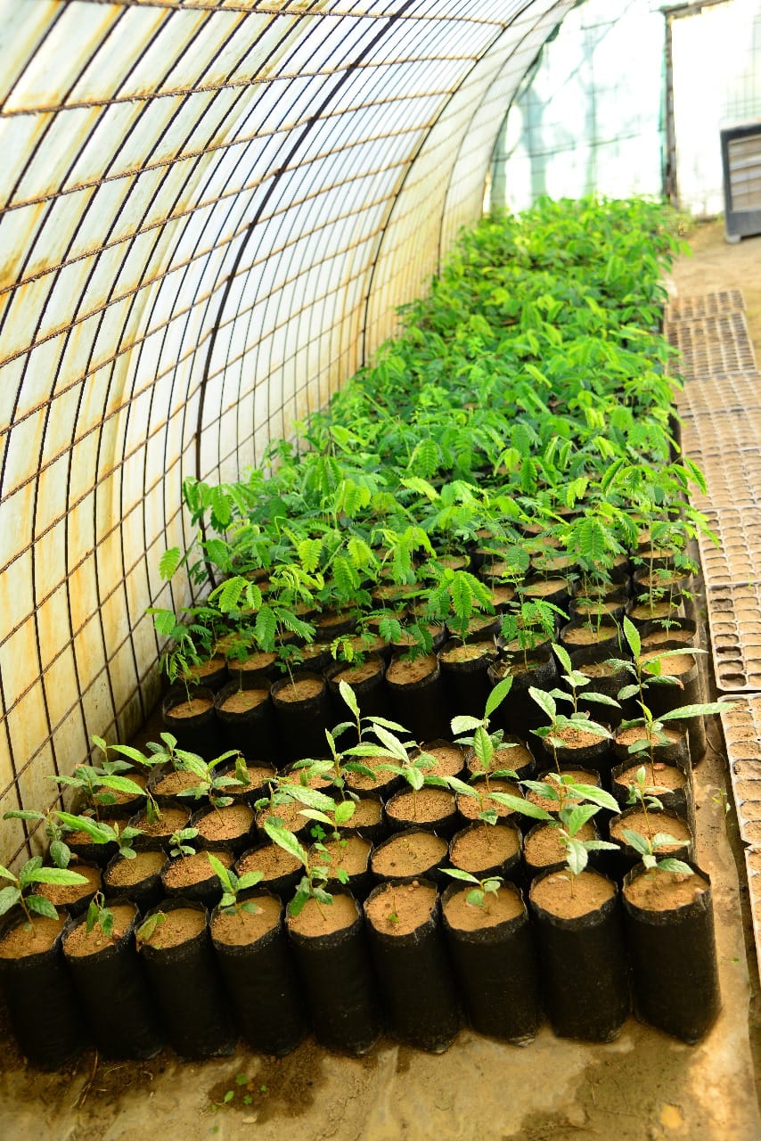 چاندنی دار و گــوڵ لەنێو شاری هەولێر (وێنە: بەڕێوەبەرایەتیی ئەندازەی پارکەکانی هەولێر)