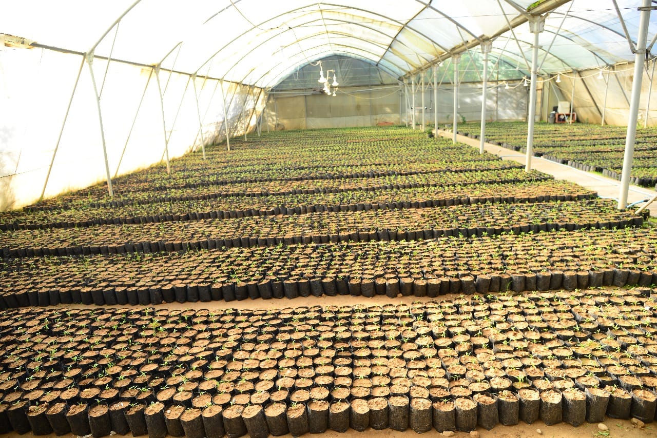 چاندنی دار و گــوڵ لەنێو شاری هەولێر (وێنە: بەڕێوەبەرایەتیی ئەندازەی پارکەکانی هەولێر)