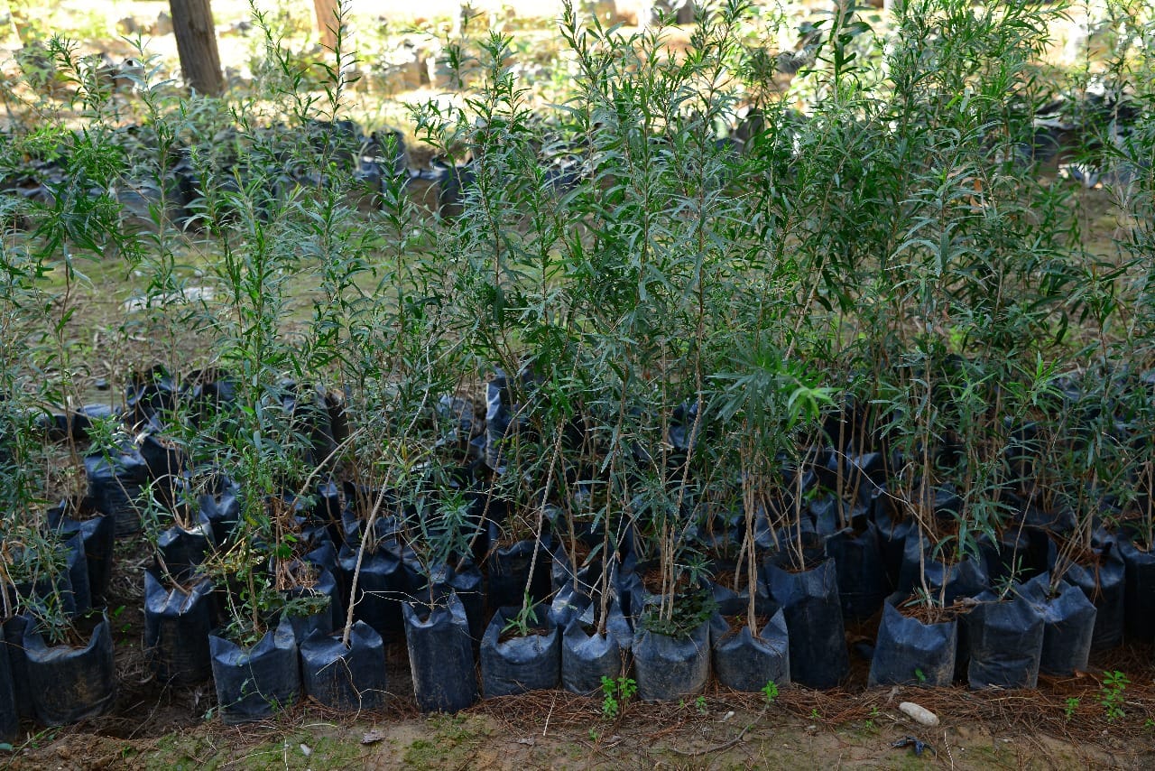 چاندنی دار و گــوڵ لەنێو شاری هەولێر (وێنە: بەڕێوەبەرایەتیی ئەندازەی پارکەکانی هەولێر)