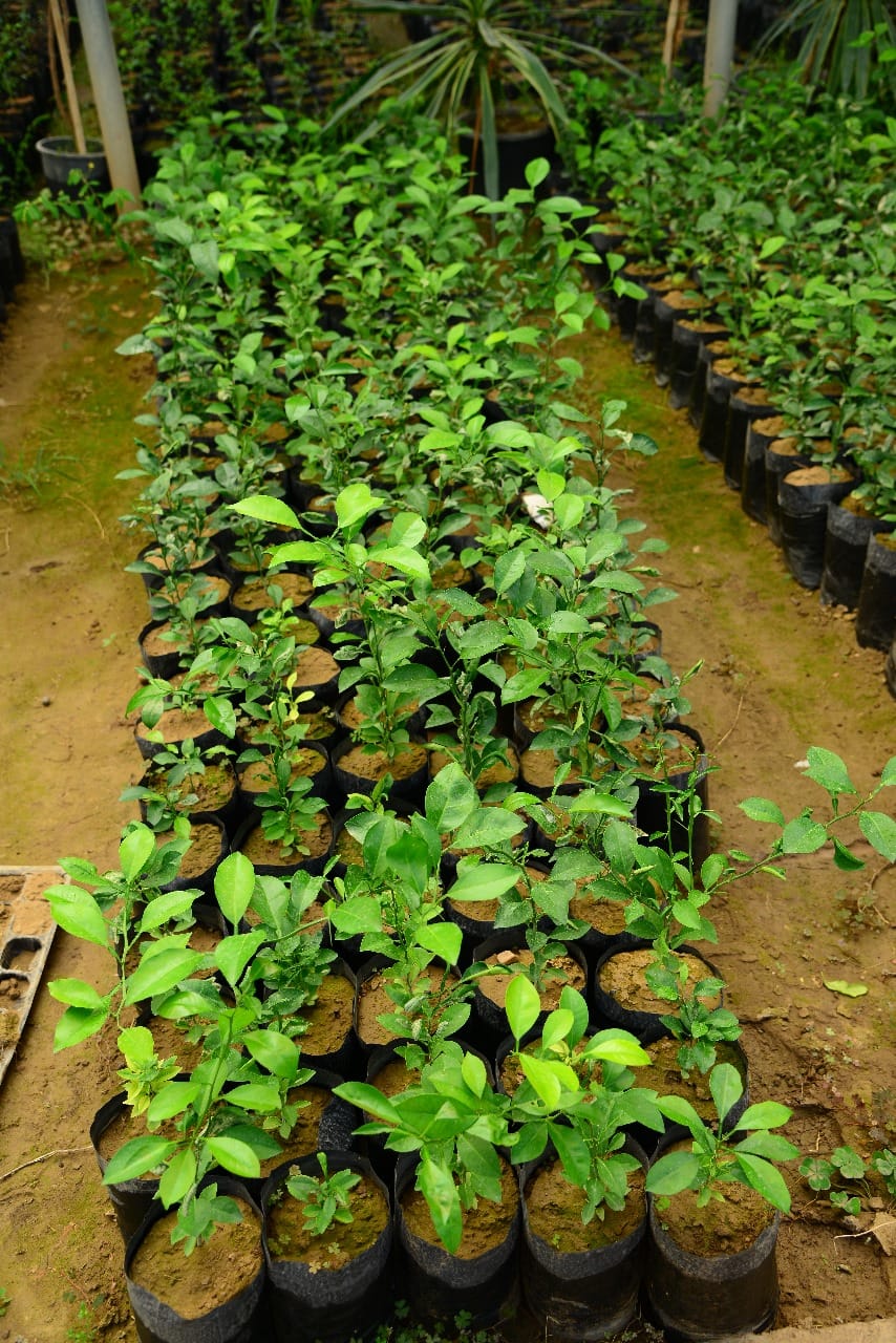 چاندنی دار و گــوڵ لەنێو شاری هەولێر (وێنە: بەڕێوەبەرایەتیی ئەندازەی پارکەکانی هەولێر)