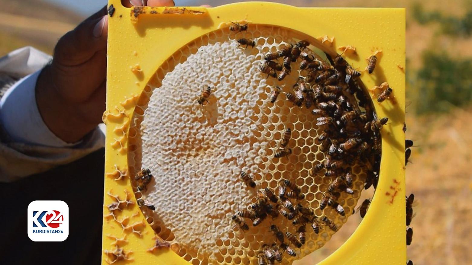 A cross section of a beehive sourced in the Kurdistan Region. (Photo: KRG)