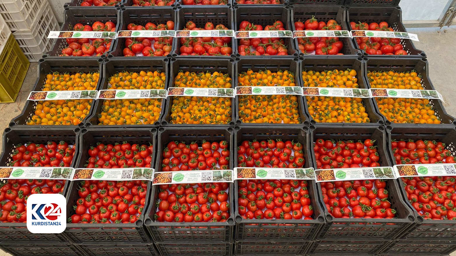 Erbil'de üretilen 4 ton organik domates tezgahlarda yerini aldı
