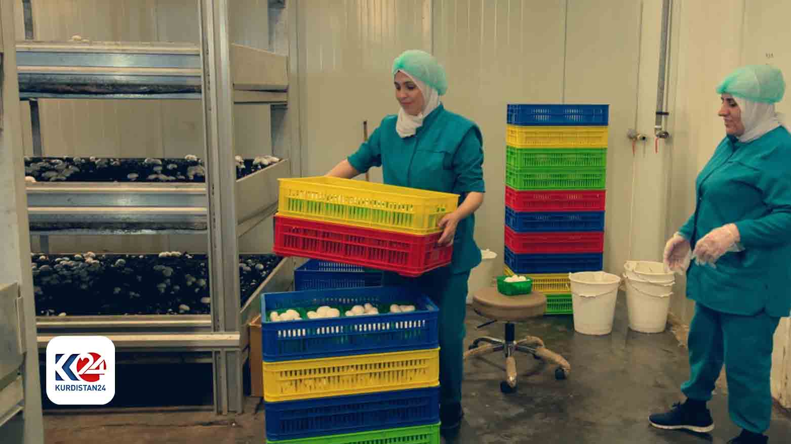 Employees of the Kalar mushroom factory loading crates of produce. (Photo: KRG)