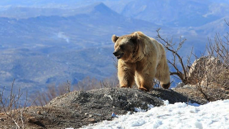 جرى إطلاق الدببة الستة مؤخراً عند جبل كارة - صورة: رويترز