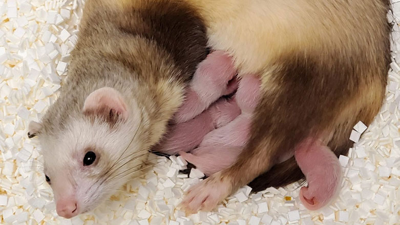 ئاژه‌ڵی (سه‌فشه‌)