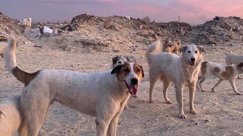 Dogs in a shelter in Erbil, April 24, 2021. (Photo: Renee Waters Savell/Facebook)