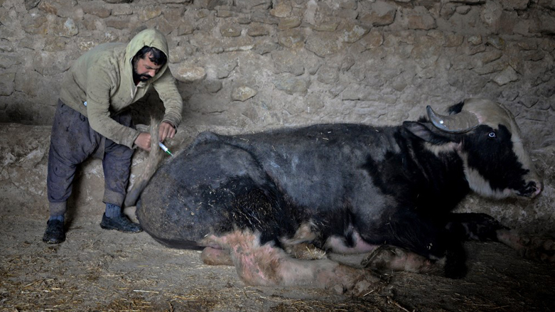Iraqi farmer Saadoun Roumi injects a dose of the foot-and-mouth vaccine to his ailing buffalo at his farm in the village of Badush, northwest of the city of Mosul, Feb. 7, 2023. (Photo: Zaid Al-Obeidi/AFP)
